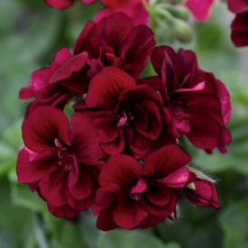 Pelargonija Royal Night (3)