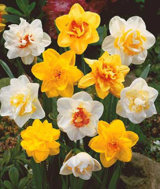 Narcis sa punašnim cvijetovima (25)