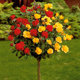 Bicolor ruža stablašica