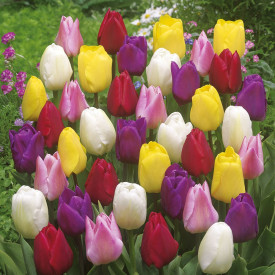 Lukovice tulipana (140)