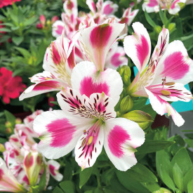 Alstroemeria White Pink Blush