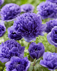 Anemone Peony Blue (5)