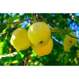 Jabuka Golden Delicious