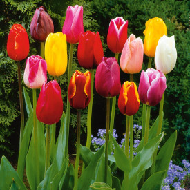 Visoki tulipani (50)