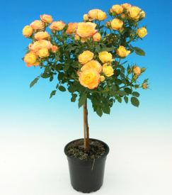 Žuta ruža na stablu "Terazza"