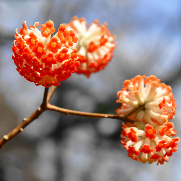 Papirnati grm - Edgeworthia - Red Dragon