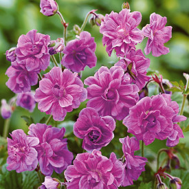 Himalaja geranium (3)