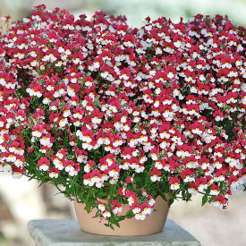 Nemesia 'Sunsatia' (3)