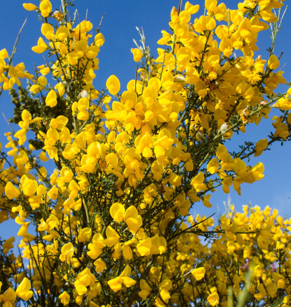 Cytisus Golden (1)