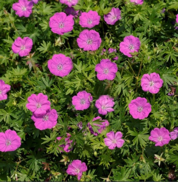 Crvenkasti geranium