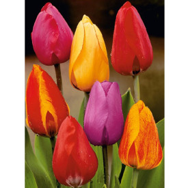 Hibridni tulipan Darwin (25)