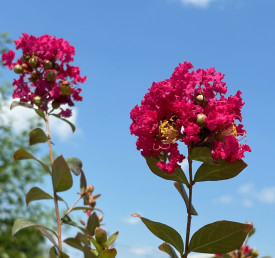 Lagerstroemia Red