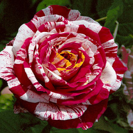 Best Impression, ruža čajevka