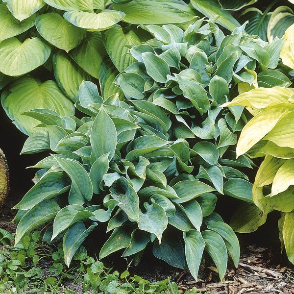 Hosta Halcyon (3)