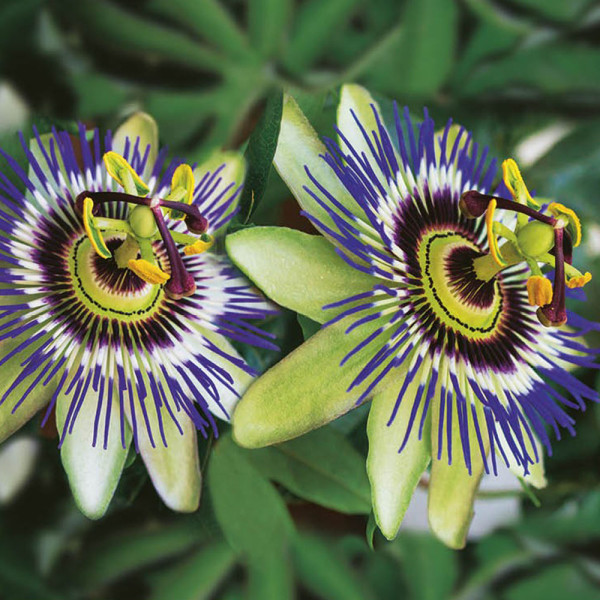 Passiflora