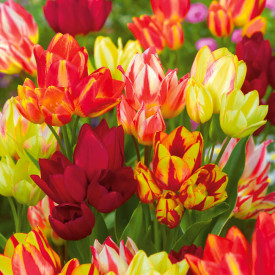 Miks višecvjetnih tulipana (20)