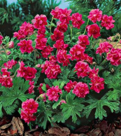 Geranium himalaja (Birch Double) (3)