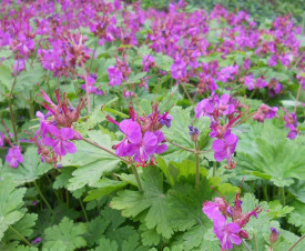 Mirisni Geranium