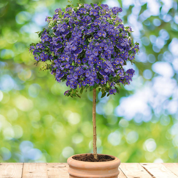 Solanum rantonetti - plavi