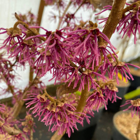 Hamamelis Amethyst