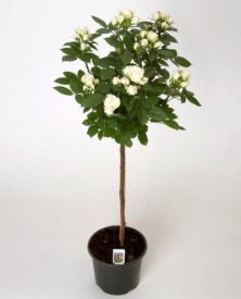 Bijela ruža stablašica "Terrazza"