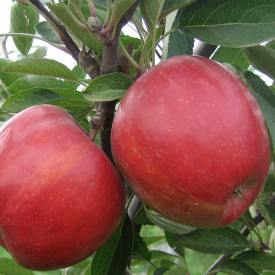 Jabuka Braeburn