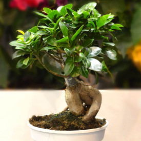 Ficus bonsai