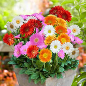 4 gerbera 'Garvinea'