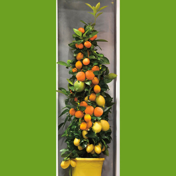 Stupasti citrus trio Amalfi