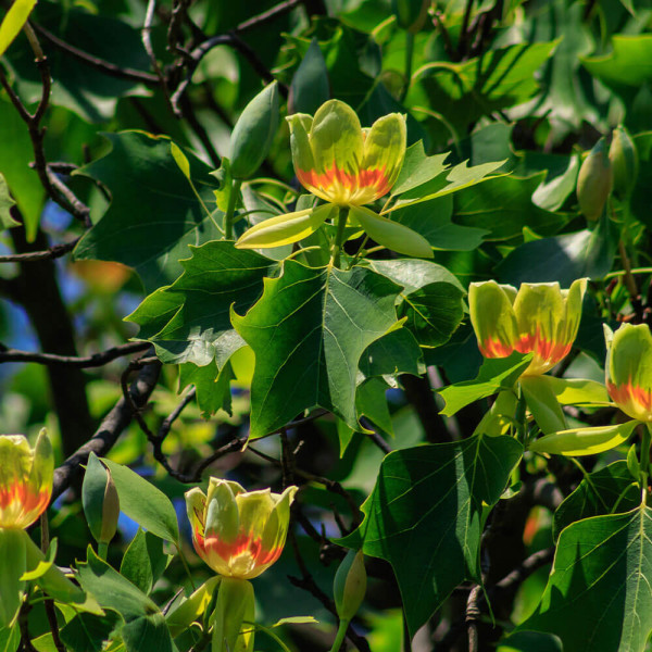 Tulipanovac Tulipo