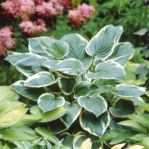 Hosta Francee (3)