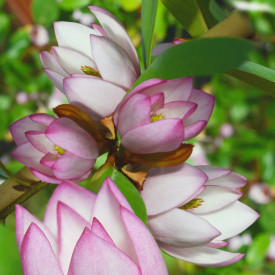 Mirišljava magnolija 'Fairy Blush'