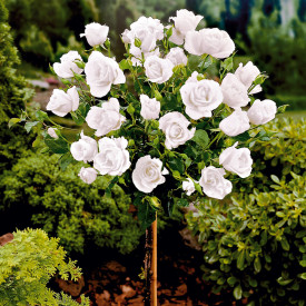 Bijela ruža - visokostablašica
