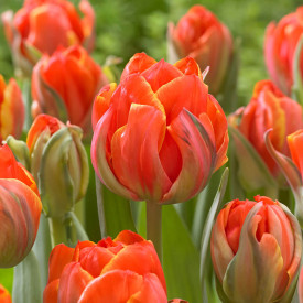 Tulipani Queensday (10)