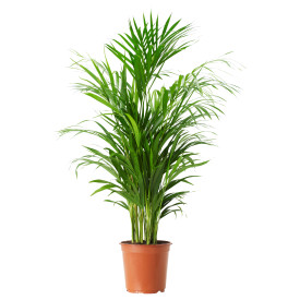 Areca palma, mala