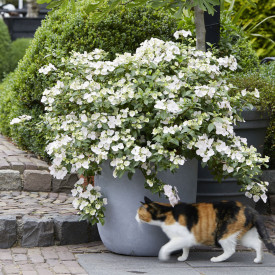 Hortenzija "Runaway Bride"