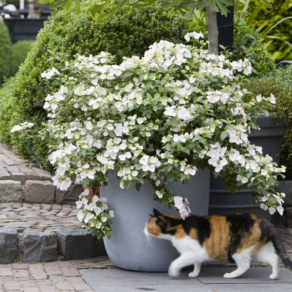 Hortenzija "Runaway Bride"