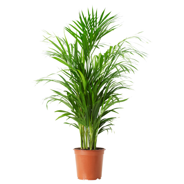 Areca palma, mala