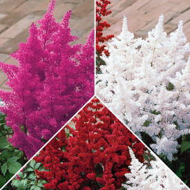 Astilbe u 3 boje