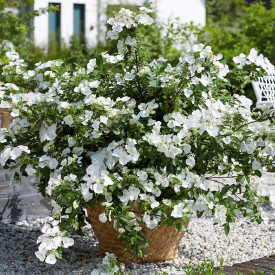 Hortenzija "Runaway Bride"