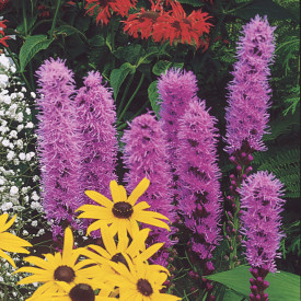 Liatris (3)