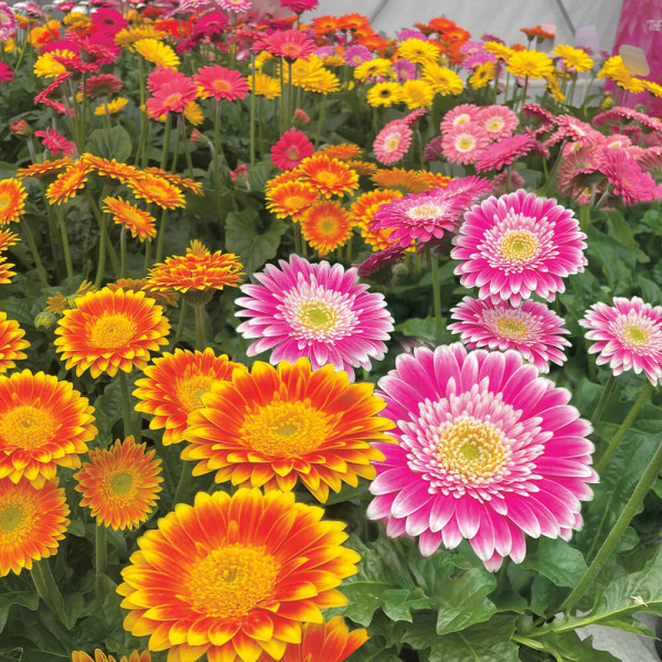 6 dvobojnih gerbera