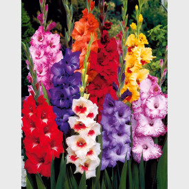 Gladiole set 25 kom. (10-12 cm)