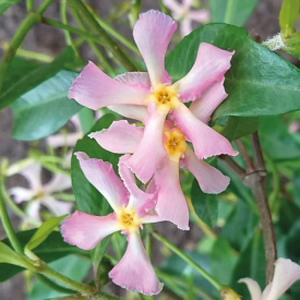 Zvjezdasti jasmin 'Pink Toscane'