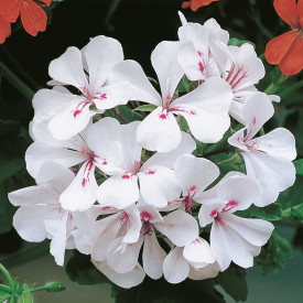 Bijela viseća pelargonija Alpina (3)