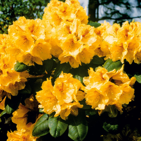 Kremasti rhododendron