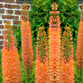 Eremurus Pinocchio