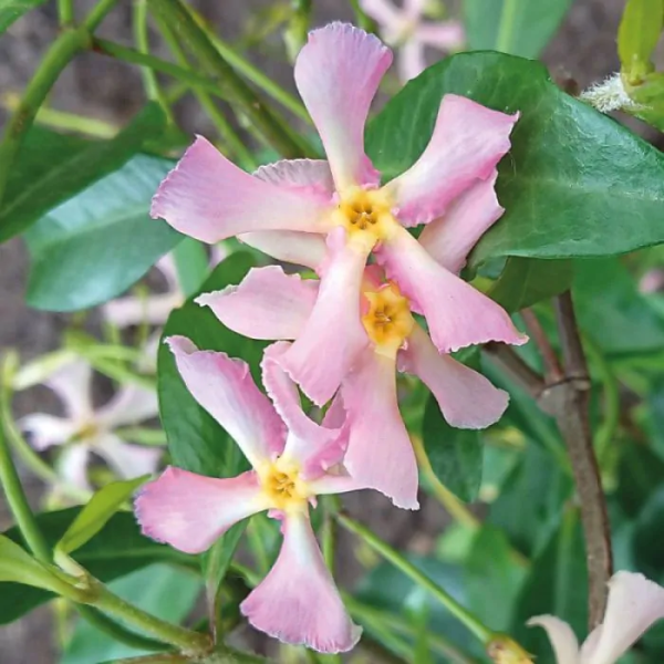 Zvjezdasti jasmin 'Pink Toscane'