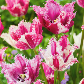 Purple Circus tulipan (6)