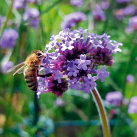 Verbena